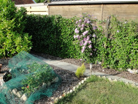 De Clematis saat ook al weer volop in bloei